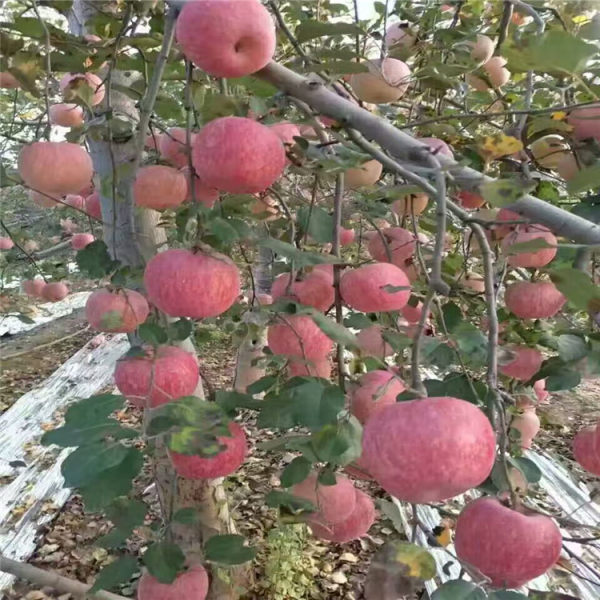 寒富苹果苗