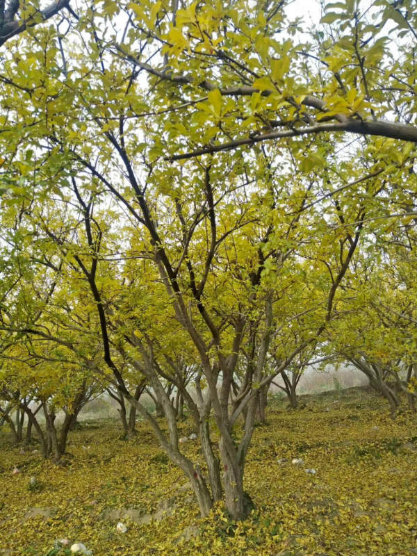 丛生石榴树