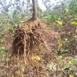 福久红苹果苗基地 福久红苹果苗价格