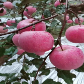 片红苹果树苗基地  1公分片红苹果树苗批发多少钱