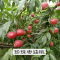 嫁接桃樹苗種植基地     農(nóng)戶直銷1.5公分嫁接桃樹苗價格