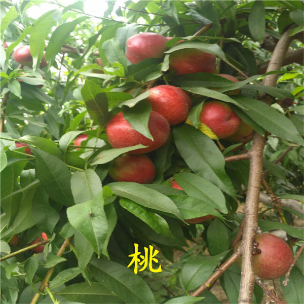 桃樹(shù)苗