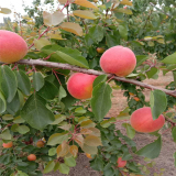 荷蘭香蜜杏樹(shù)苗批發(fā)銷(xiāo)售  適宜南北方種植荷蘭香蜜杏樹(shù)苗