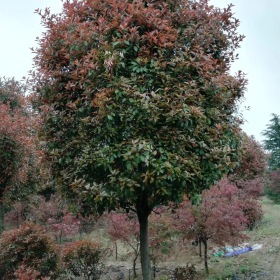 紅葉石楠基地大量低價出售；8公分，10公分紅葉石楠