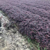 紅花繼木價格哪里便宜一年生二年生苗多少錢一棵