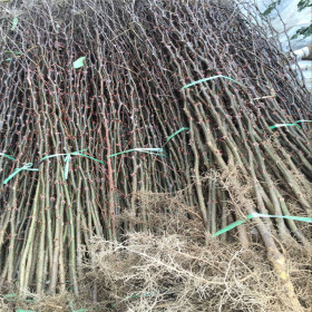 花椒树苗什么时候栽植合适  大红袍花椒苗报价