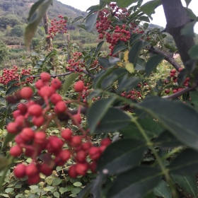 大红袍花椒产量  花椒苗批发   大红袍花椒报价