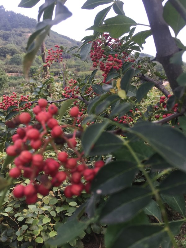 大紅袍花椒