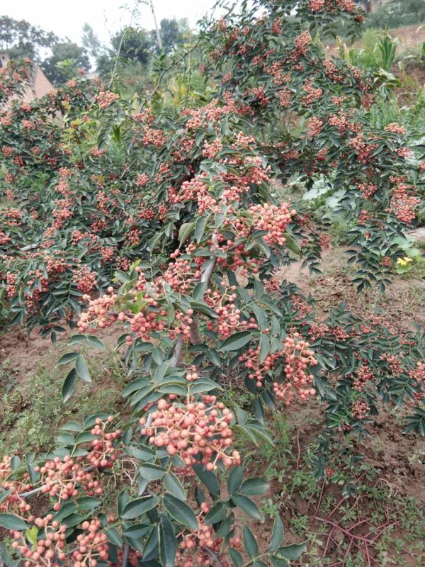 大紅袍花椒