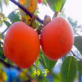 2公分富有柿子樹(shù)苗價(jià)格  富有柿子樹(shù)苗哪里有賣