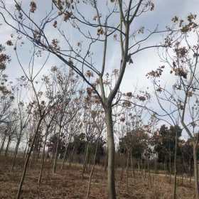 栾树树苗价格 栾树树苗价格表 栾树树苗报价