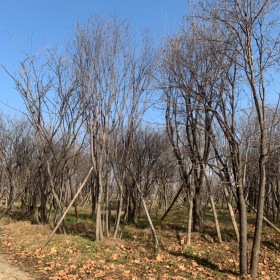 咸阳茶条戚基地，各种规格茶条戚供应