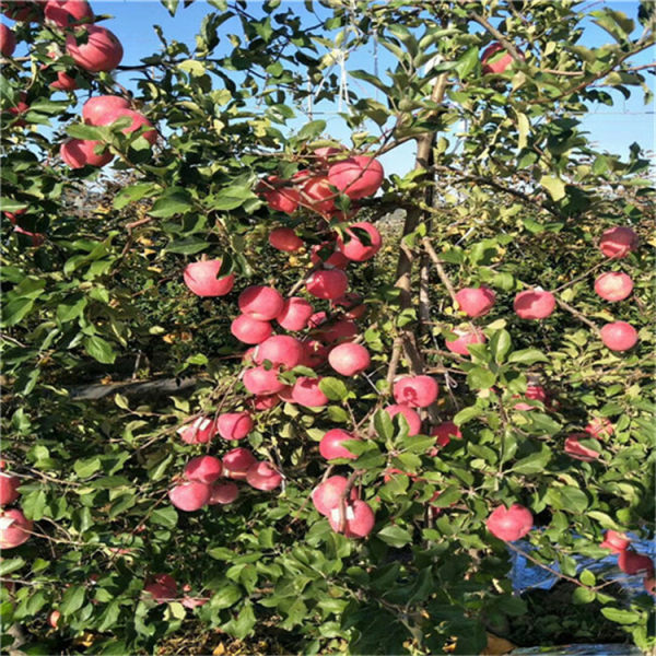 苹果苗 苹果树苗