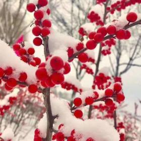 基地常年批发北美冬青  易成活抗寒北美冬青树苗