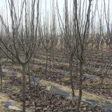 新品种红酥脆梨树苗品种种植梨树苗什么品种好红酥脆梨苗价格