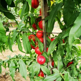 油桃苗供应价格  油桃苗种植技术