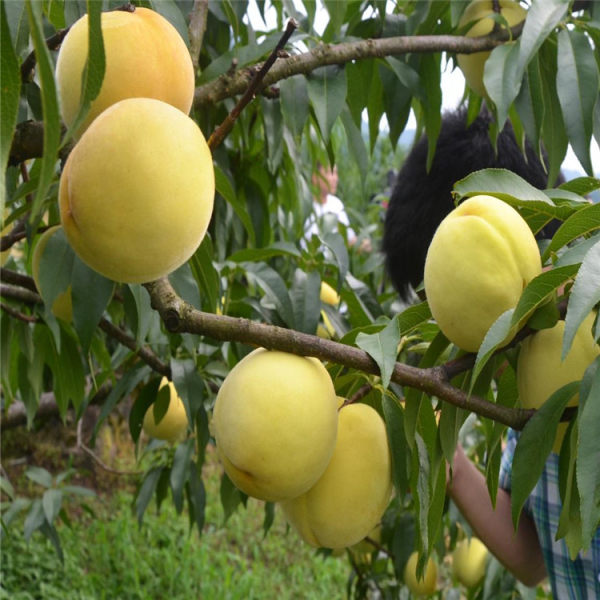 金燦黃桃樹(shù)苗