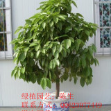 東莞植物租賃 平安樹(shù) 東莞平安樹(shù) 白雪公主 東莞開(kāi)業(yè)花籃