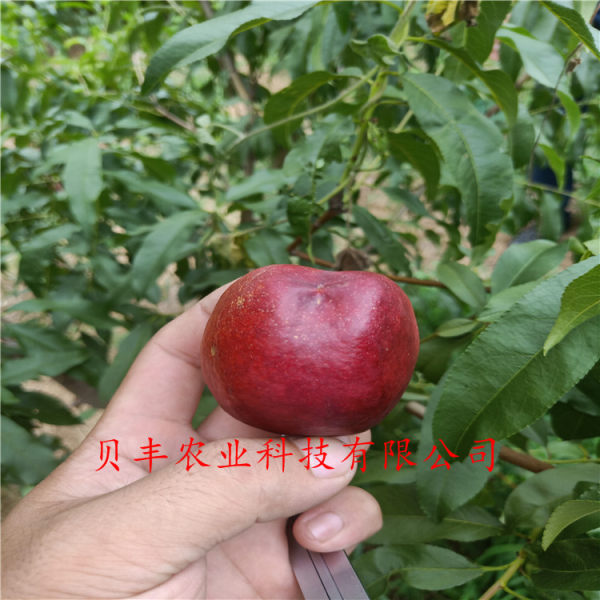 好品種桃樹(shù)苗