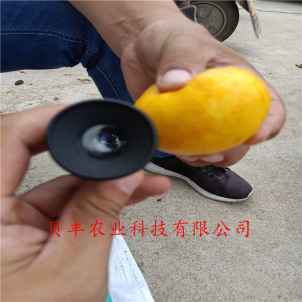 好品種桃樹(shù)苗