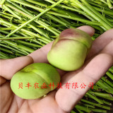 桃樹(shù)苗哪里有賣(mài)的 金霞早油蟠桃樹(shù)苗多少錢(qián)一棵 哪里賣(mài)占地桃樹(shù)