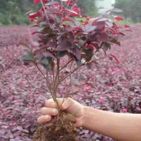 西安绿化苗木种植基地 红花继木绿篱苗 周至树苗苗圃