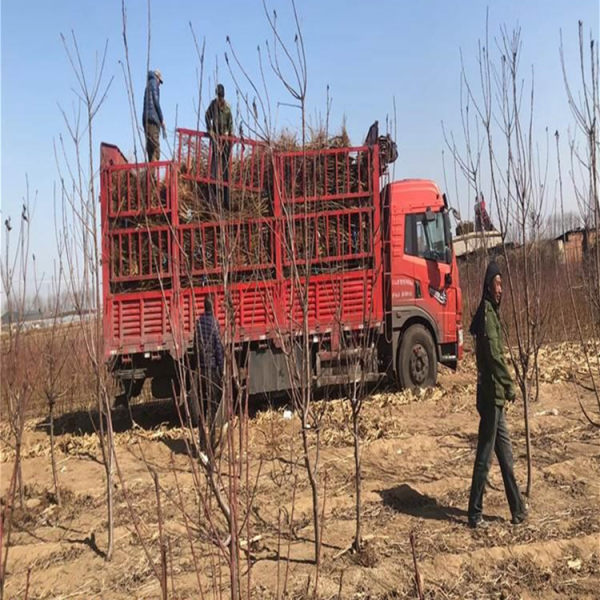 鲁丽苹果树苗