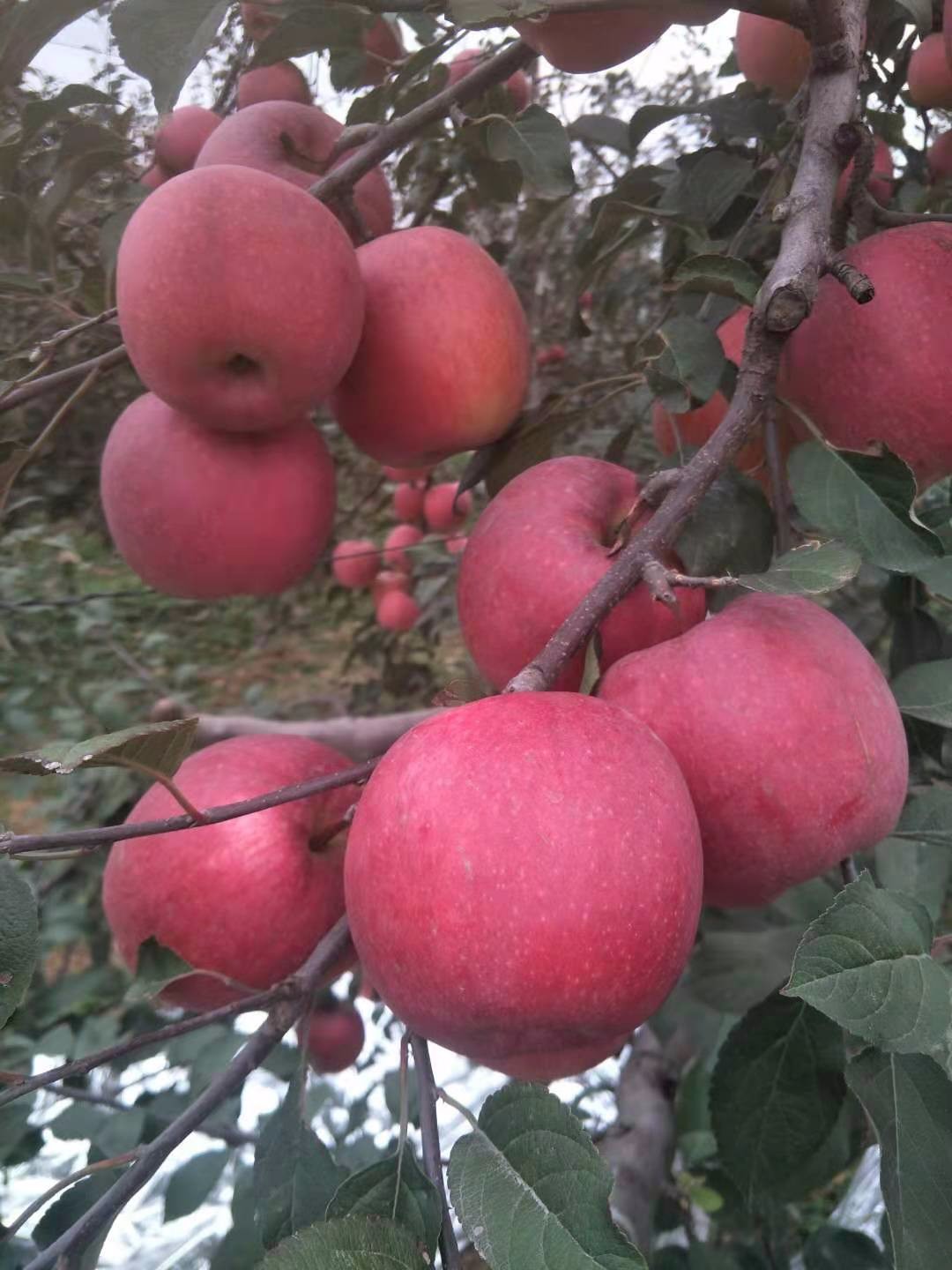 韩国甘红苹果品种介绍图片