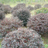 哪里有红花继木球种植基地