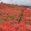 石蒜  红花石蒜批发价格  石蒜红花石蒜种植基地