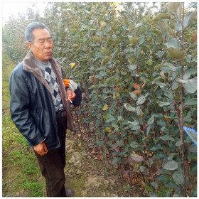 柱状苹果树苗哪里有卖 润泰1号苹果树苗价格 润景果树苗批发