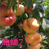 7-7油蟠桃樹(shù)苗品種咨詢電話