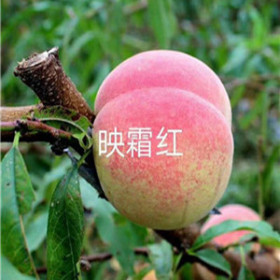 南陽(yáng)秋甜桃樹苗特價(jià)銷售報(bào)價(jià)多少