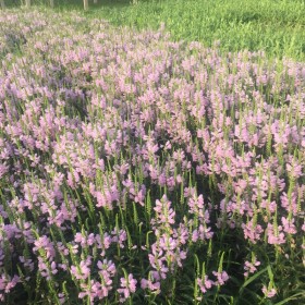 假龙头随意草种植基地  假龙头随意草批发价格