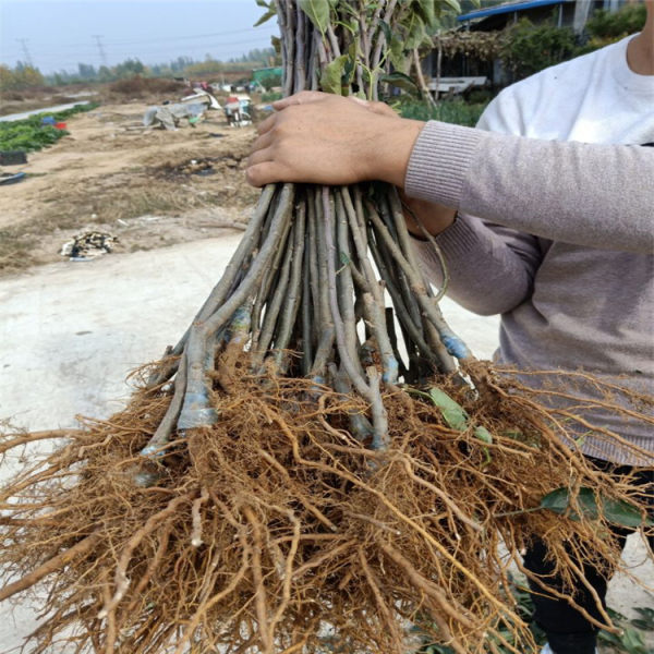 鲁丽苹果树苗