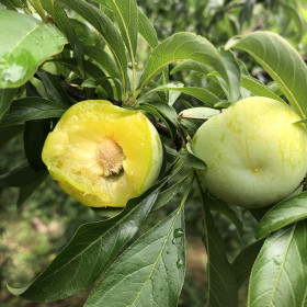 青脆李苗，青脆李苗基地，青脆李苗栽植技术