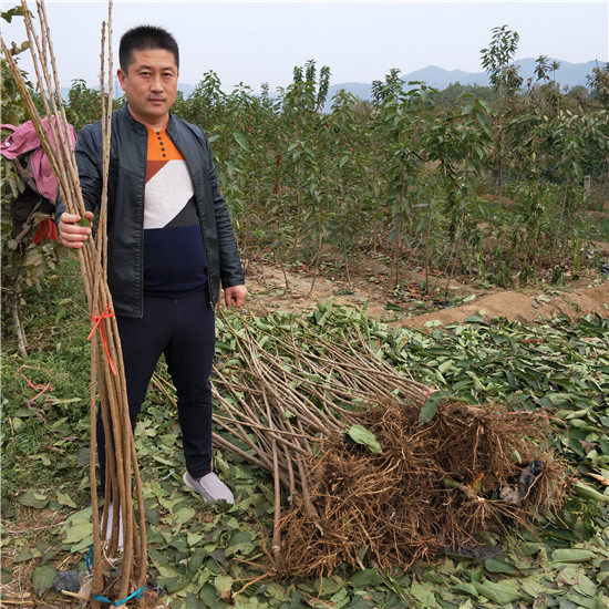 樱桃树苗