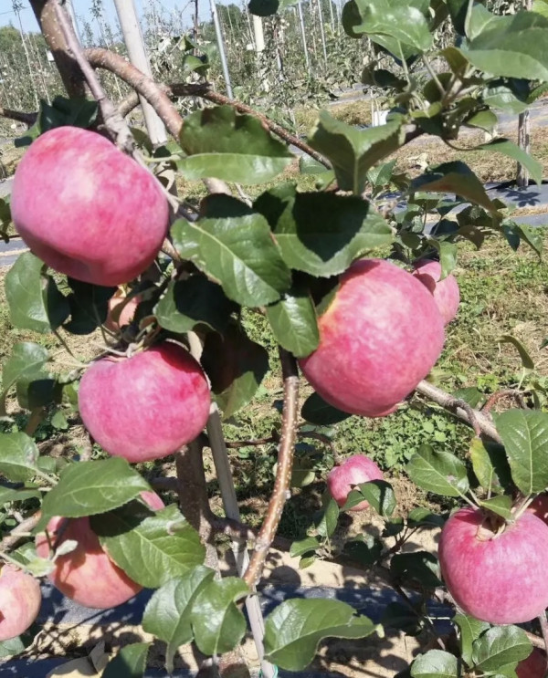 苹果苗价格