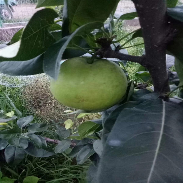 紅香酥梨樹(shù)苗