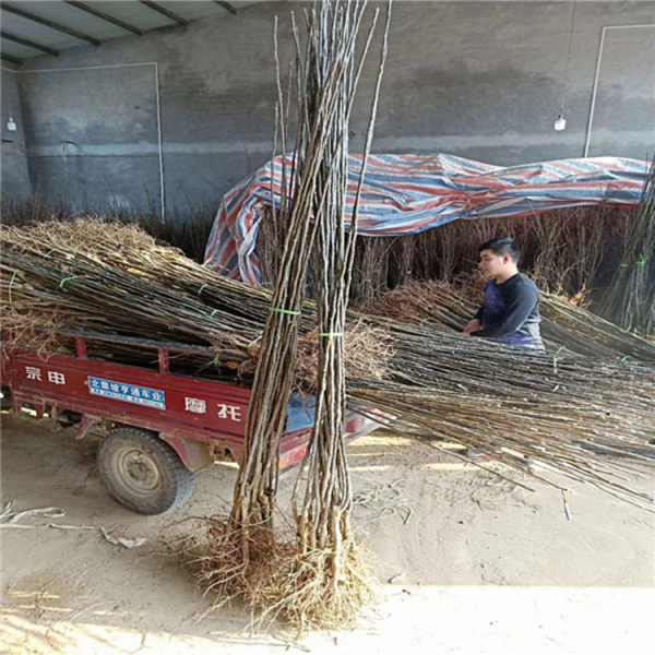 玉露香梨樹(shù)苗