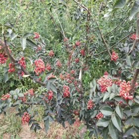 大紅袍花椒苗價格多少 九葉青花椒多少錢