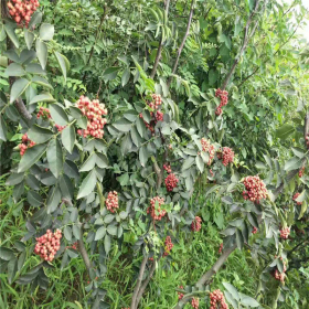 高產 適應能力強 獅子頭花椒苗供應