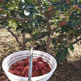 2018花椒苗的價格，哪里有花椒苗，大紅袍的產地