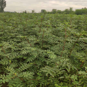 哪里有花椒苗?哪里有賣花椒苗的 花椒小苗多少錢