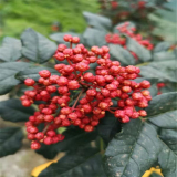 1米高大紅袍花椒樹苗多少錢 供應百萬大紅袍花椒苗