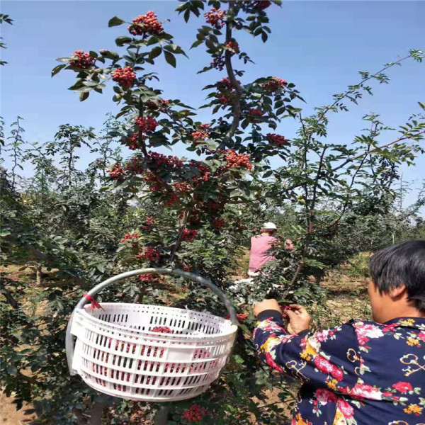 花椒苗