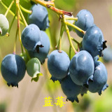 納爾遜藍(lán)莓苗直銷 品種齊全藍(lán)莓苗?產(chǎn)量高藍(lán)莓苗