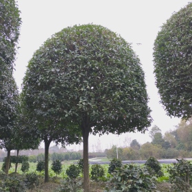 14公分桂花多少钱|桂花价格|成都桂花批发基地