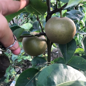 1公分红梨树苗基地   早酥红梨批发价格