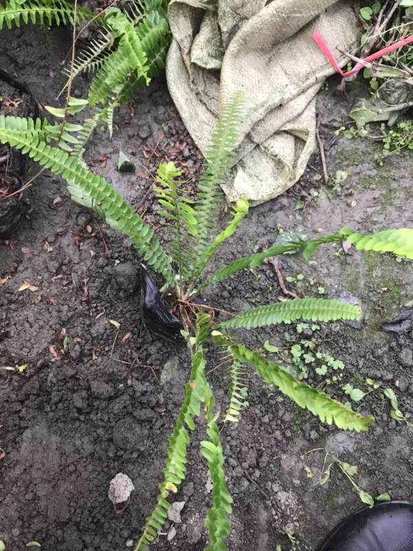 排骨草批發(fā)基地